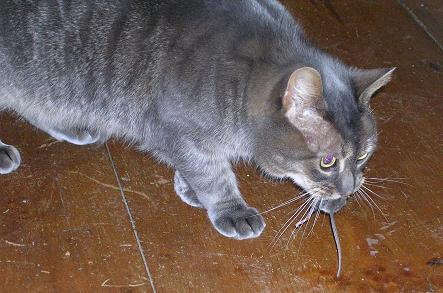 Slinky with mouse