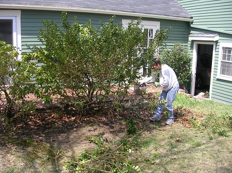 Holly bush destruction last year