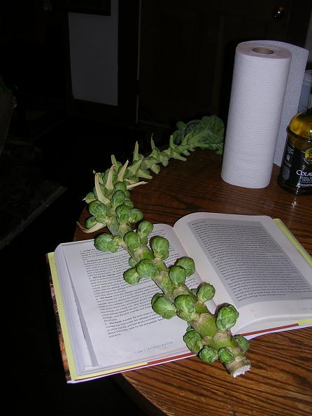 A stalk of Brussels Sprouts