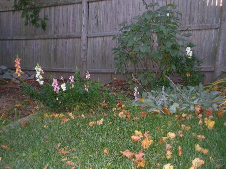 Snap Dragons in November