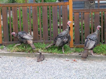 La Conner Turkeys